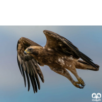 گونه عقاب پر پا Booted Eagle 